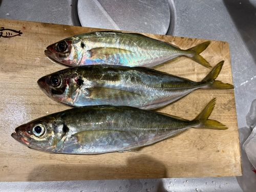 アジの釣果