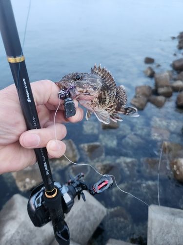 ガシラの釣果