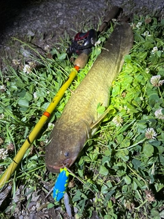 ナマズの釣果
