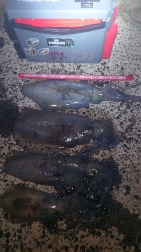 アオリイカの釣果