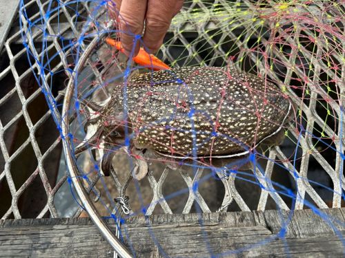 シリヤケイカの釣果