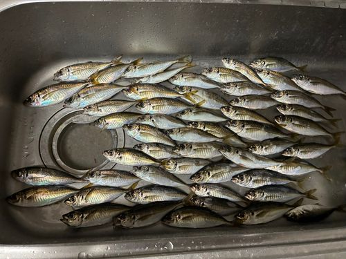 アジの釣果