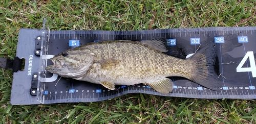 スモールマウスバスの釣果