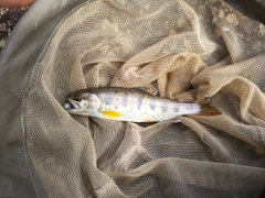 アマゴの釣果