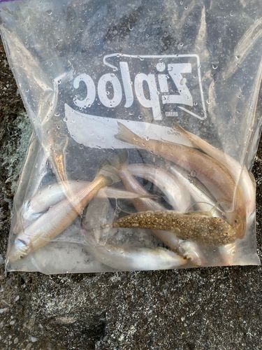 シロギスの釣果
