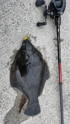 クロガシラガレイの釣果