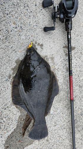 クロガシラガレイの釣果