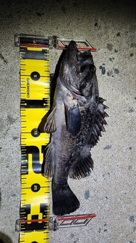 クロソイの釣果