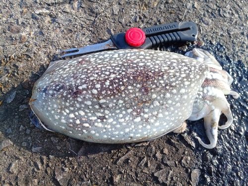 シリヤケイカの釣果