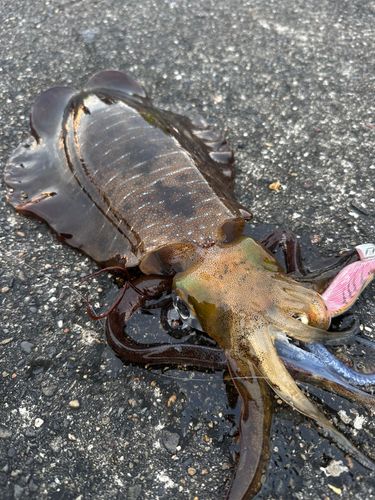 アオリイカの釣果