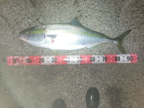 ブリの釣果