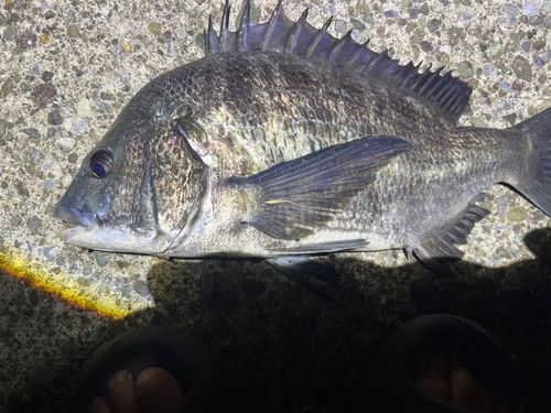 チヌの釣果
