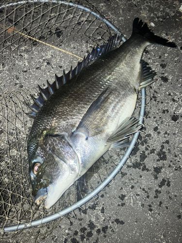 チヌの釣果