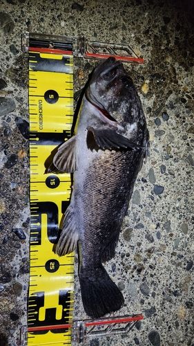 クロソイの釣果
