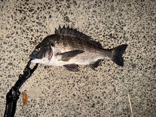 クロダイの釣果
