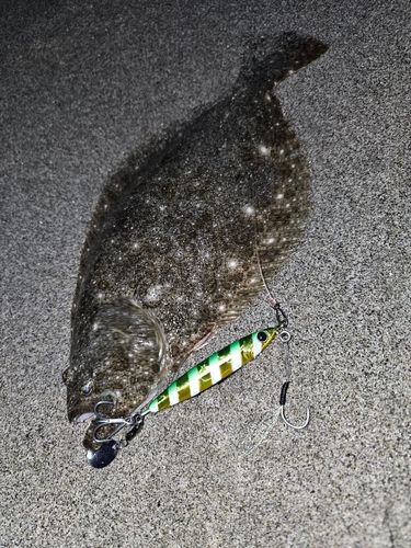 ソゲの釣果