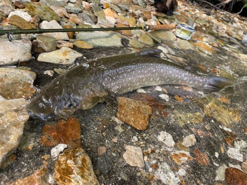 アメマスの釣果