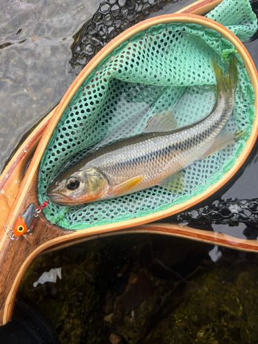 カワムツの釣果