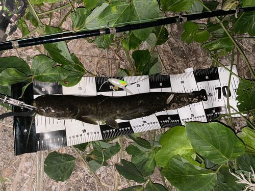 ナマズの釣果