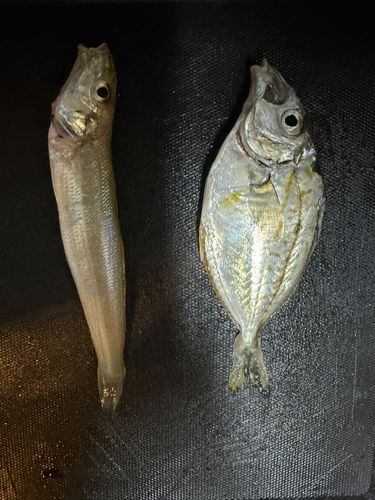 メッキの釣果