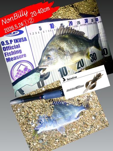キビレの釣果