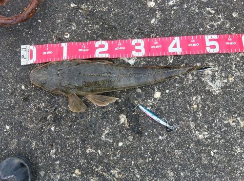 マゴチの釣果