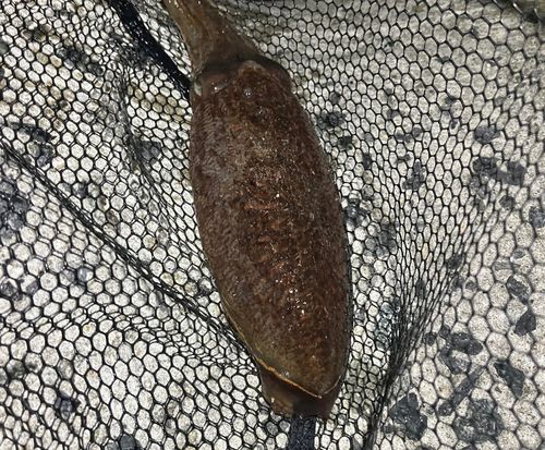 コウイカの釣果