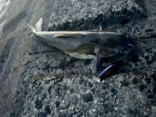 アメリカナマズの釣果