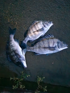 クロダイの釣果