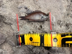 スズメダイの釣果