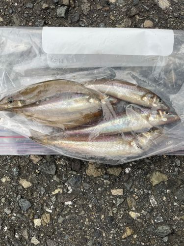 静岡県で釣れたライギョの釣り・釣果情報 - アングラーズ | 釣果600万