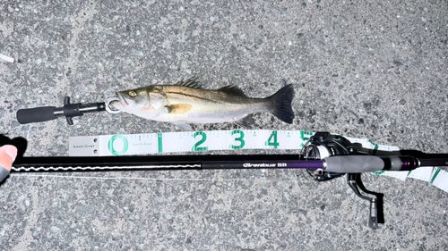 シーバスの釣果