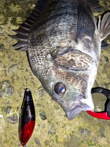 チヌの釣果