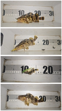 タケノコメバルの釣果