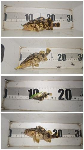 タケノコメバルの釣果
