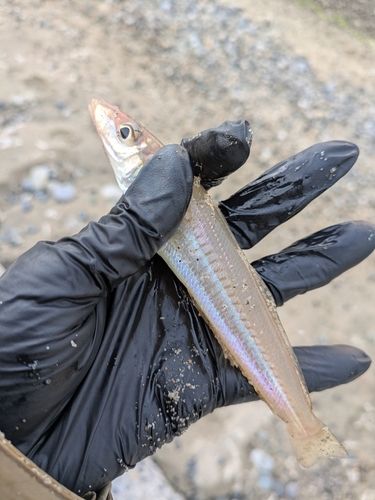 シロギスの釣果