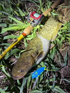 ナマズの釣果