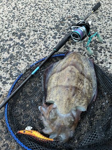 モンゴウイカの釣果