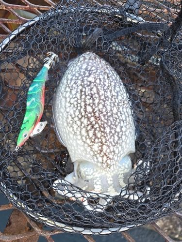 シリヤケイカの釣果