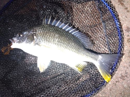 キビレの釣果