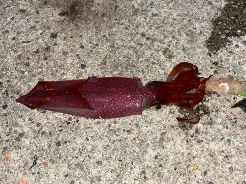 ケンサキイカの釣果
