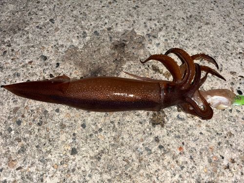 スルメイカの釣果