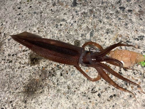 スルメイカの釣果