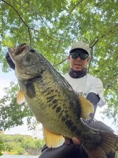 ブラックバスの釣果