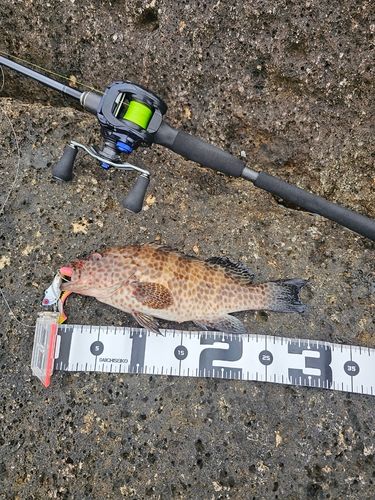 オオモンハタの釣果