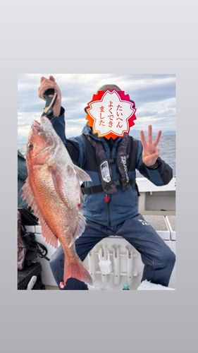 マダイの釣果