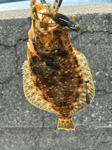 ソゲの釣果