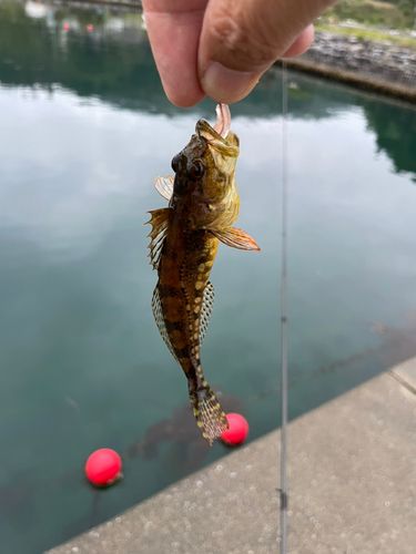 アナハゼの釣果