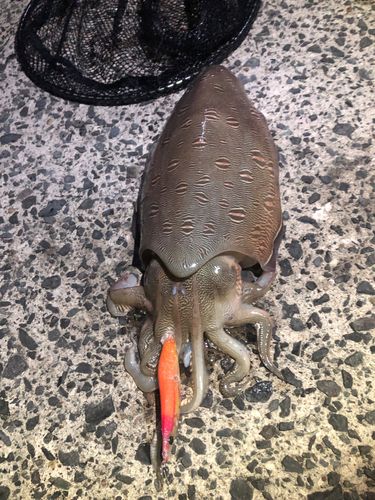 コウイカの釣果