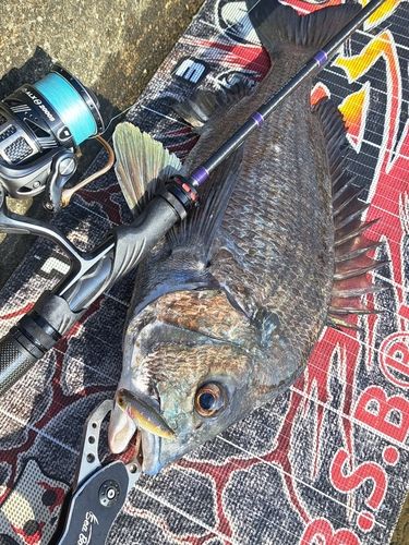 チヌの釣果